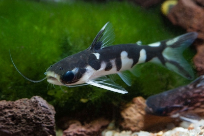 Tatia musaica Auchenipteridae