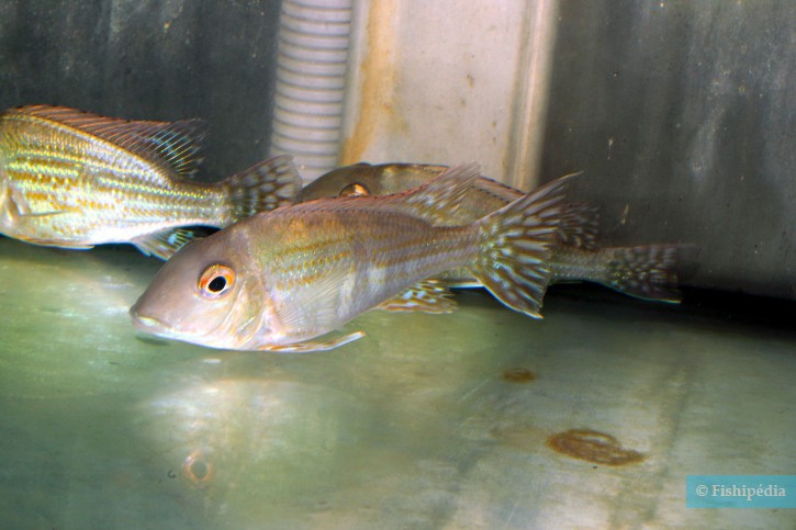 Geophagus altifrons