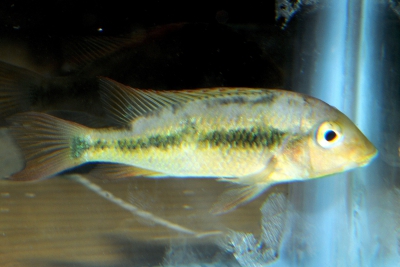 Geophagus pellegrini Cichlidae