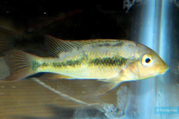 Geophagus pellegrini