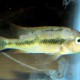 picture of Geophagus pellegrini