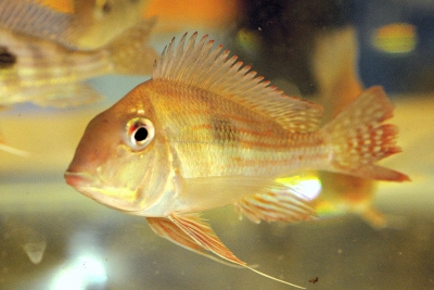 Géo altifrons Cichlidae