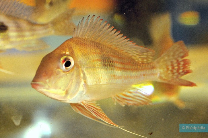 Geophagus altifrons