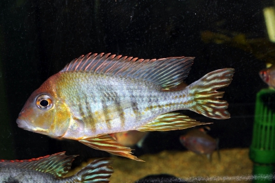 Geophagus sp. Tapajos Orange Head Cichlidae