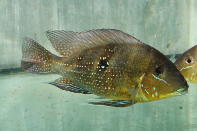 Geophagus altifrons Rio Xingu