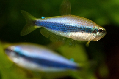 Inpaichthys kerri Characidae