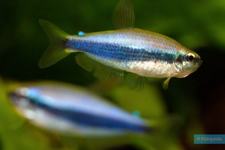 Inpaichthys kerri