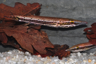 Luciocephalus pulcher Osphronemidae