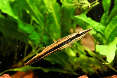 Luciocephalus aura
