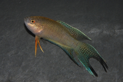 Macropodus spechti Osphronemidae