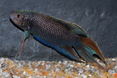 Macropodus erythropterus Osphronemidae