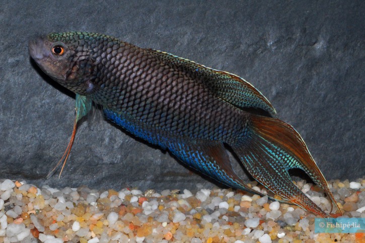 Macropodus erythropterus