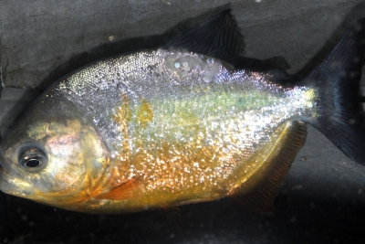 piranha à queue noire Serrasalmidae