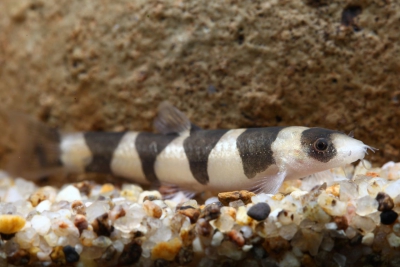 Schistura pridii