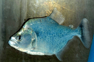 Piranha de Gery Serrasalmidae