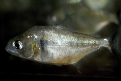 Serrasalmus manueli Serrasalmidae