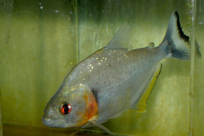 piranha noir Serrasalmidae
