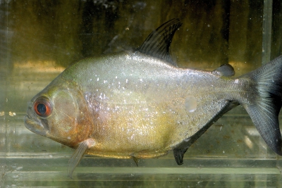 piranha à bande sombre Serrasalmidae