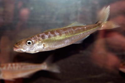 Bathybates fasciatus