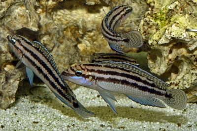 Julidochromis dickfeldi Cichlidae