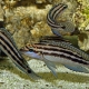 picture of Julidochromis dickfeldi