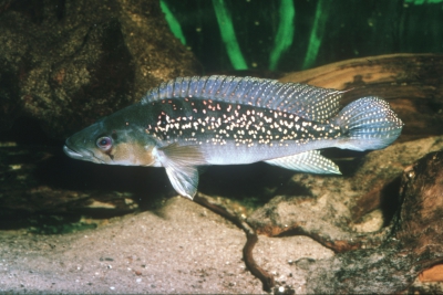 Crenicichla albopunctata Cichlidae