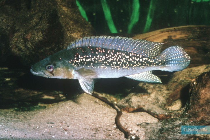 Crenicichla albopunctata