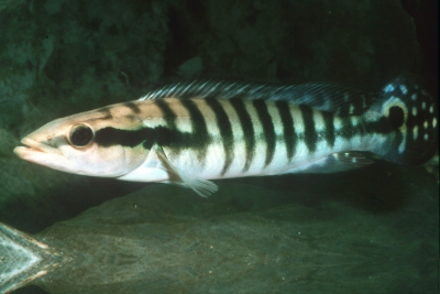 Crenicichla cincta Cichlidae