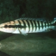 picture of Crenicichla cincta