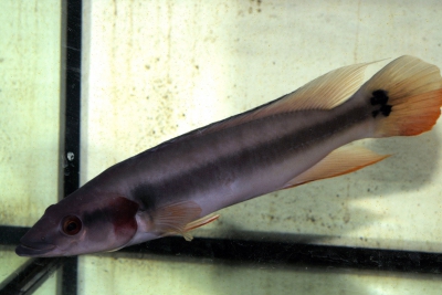 Crenicichla lugubris Cichlidae