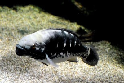 Crenicichla marmorata Cichlidae