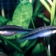 picture of Crenicichla regani