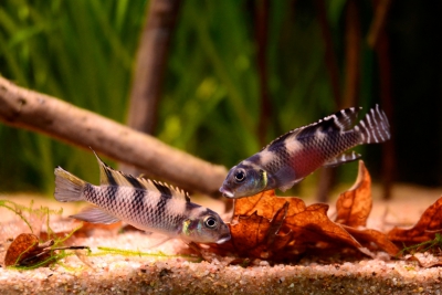 Nanochromis transvestitus Cichlidae