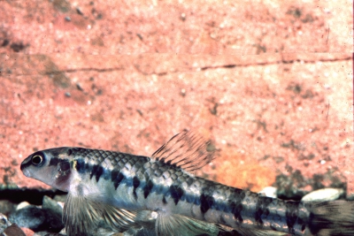 Characidium fasciatum