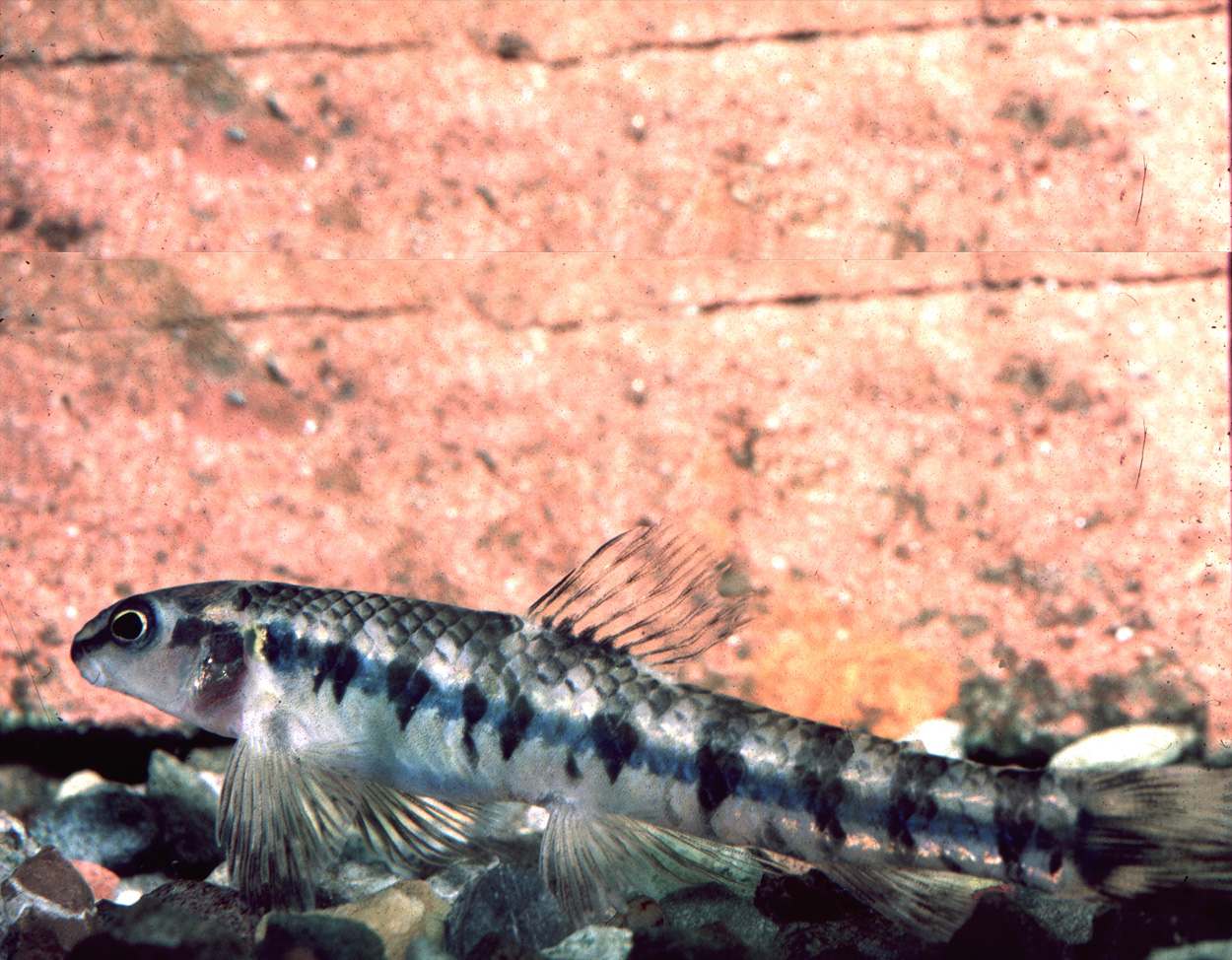 Characidium fasciatum