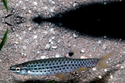 Copella nattereri