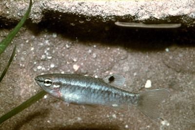 Copella vilmae