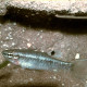 picture of Copella vilmae