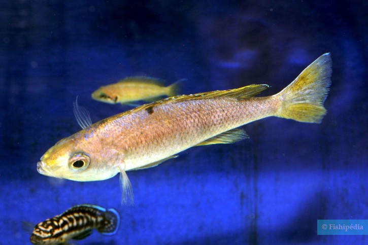 Cyprichromis leptosoma