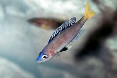 Cyprichromis leptosoma Cichlidae
