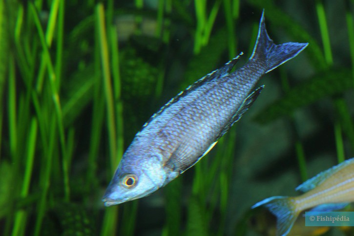 Cyprichromis leptosoma
