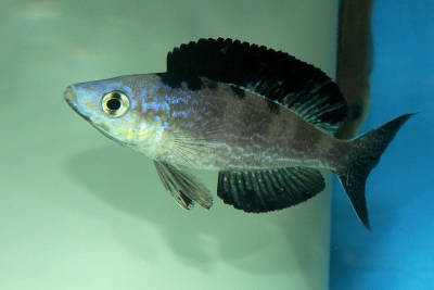 Cyprichromis microlepidotus Cichlidae
