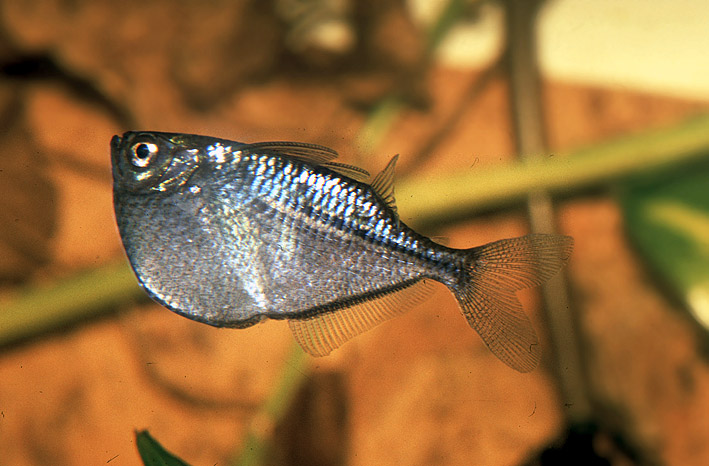 Gasteropelecus sternicla