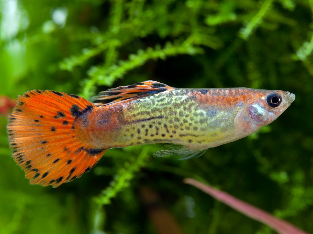 Guppy Cobra Rouge