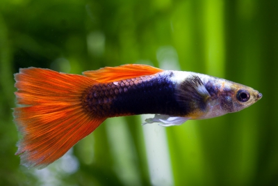guppy