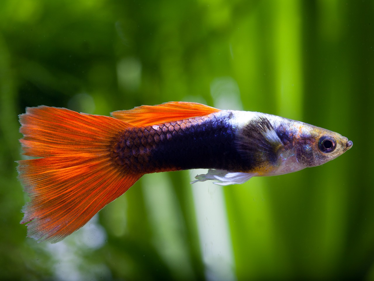 Ciclo De Vida Del Pez Guppy
