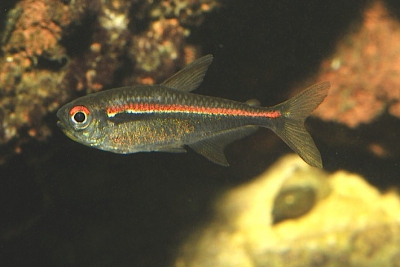 Hyphessobrycon amapaensis