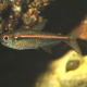 picture of Hyphessobrycon amapaensis