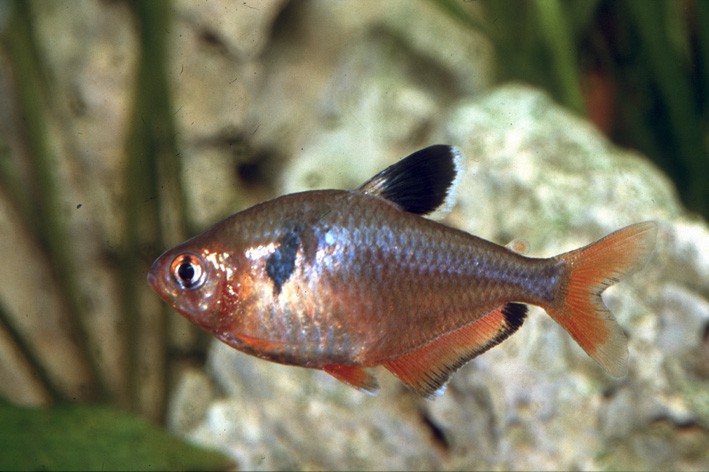 Hyphessobrycon eques - tetra serpae
