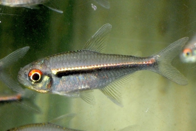 Hyphessobrycon heterorhabdus